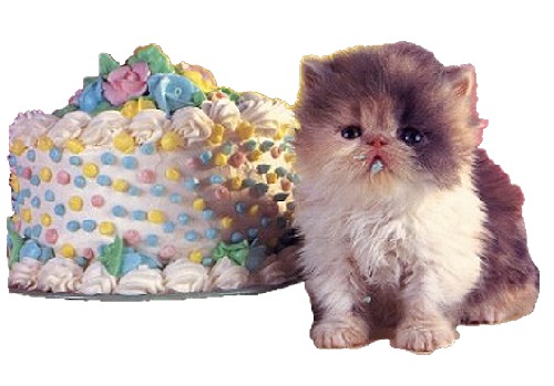 Birthday cake with cat