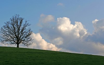 Lonely tree landscape