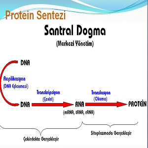 Protein Sentezi