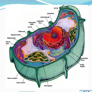 Hücre