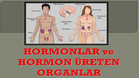 Hormonlar ve hormon üreten organlar
