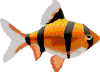 Arı balığı