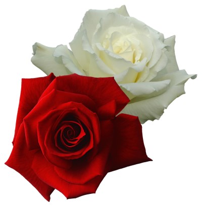 Red and white roses