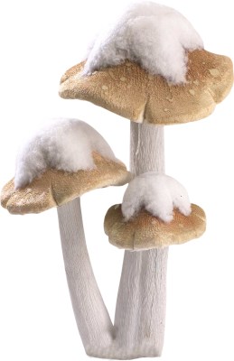 Mushroom with snow