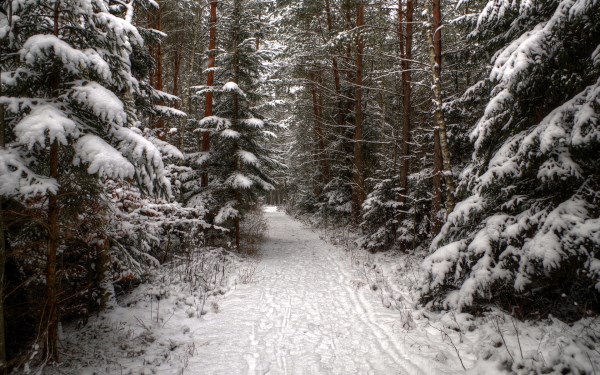 Forest landscape with snow